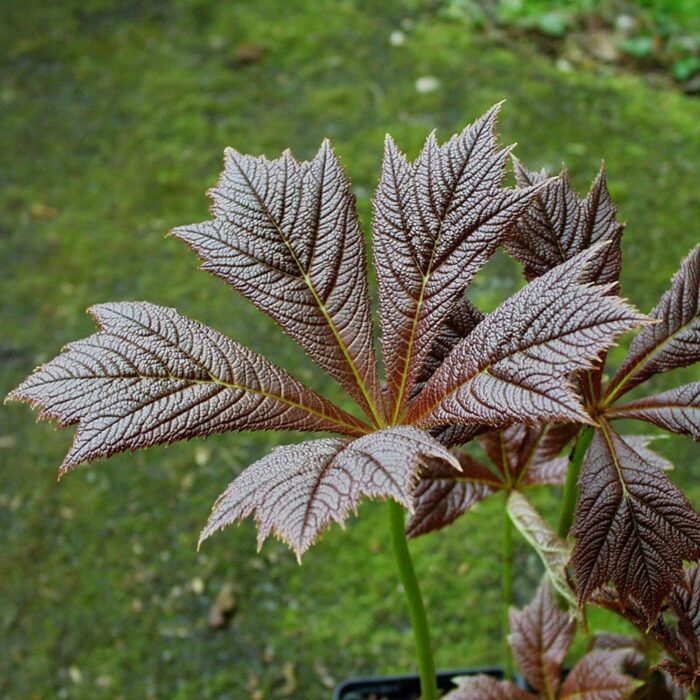 Jaapani rodgersia 'Rotlaub' (6 tk)