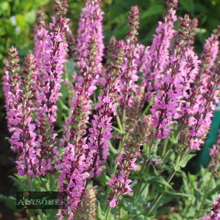 Metssalvei 'Pink Friesland' (6 tk)