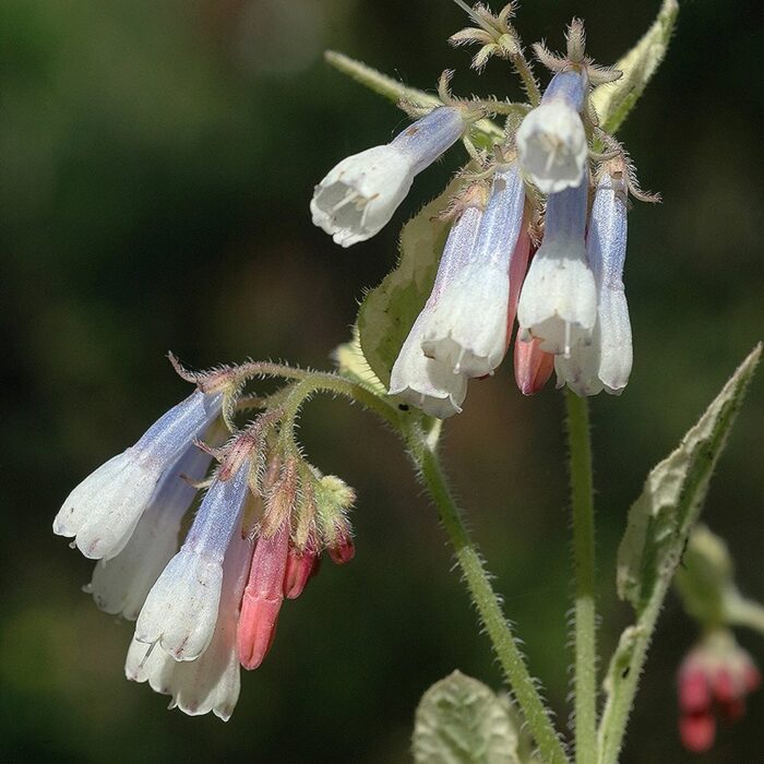 Suureõieline varemerohi 'Miraculum' (6 tk)