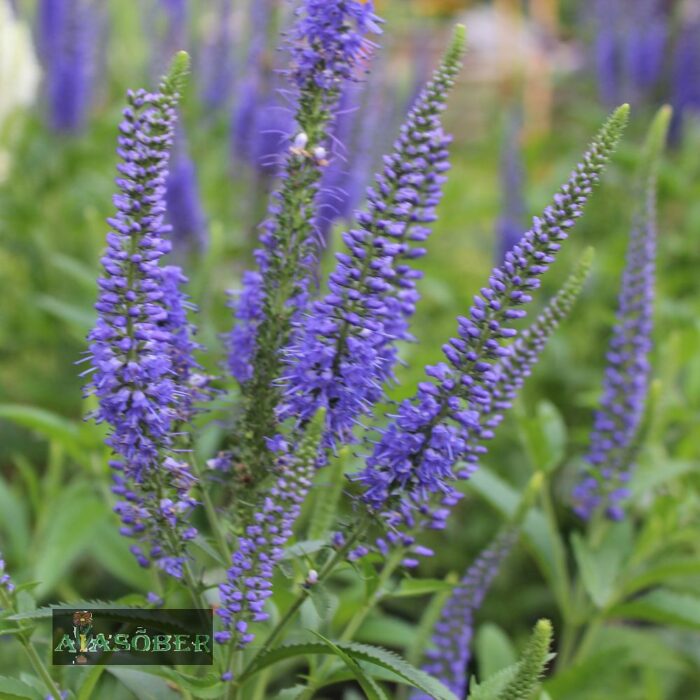 Pikalehine mailane 'Blauriesin' (6 tk)