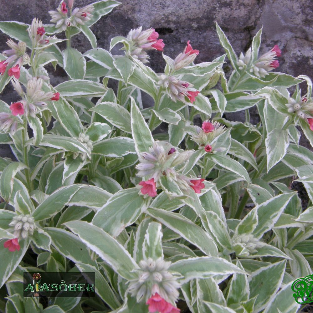 Kopsurohi 'David Ward' (6 tk)