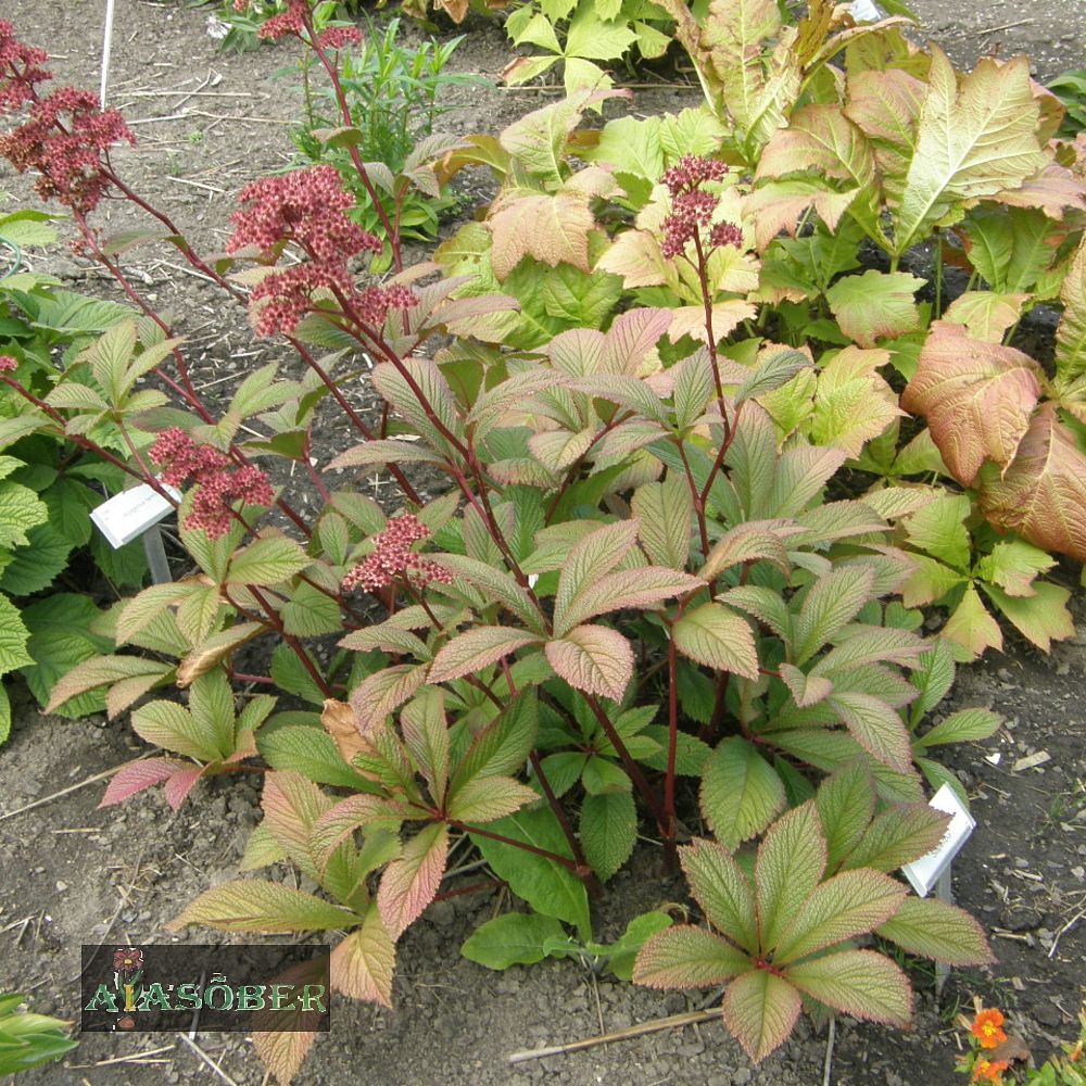 Sulgjas rodgersia 'Maurice Mason' (6 tk) - Image 2