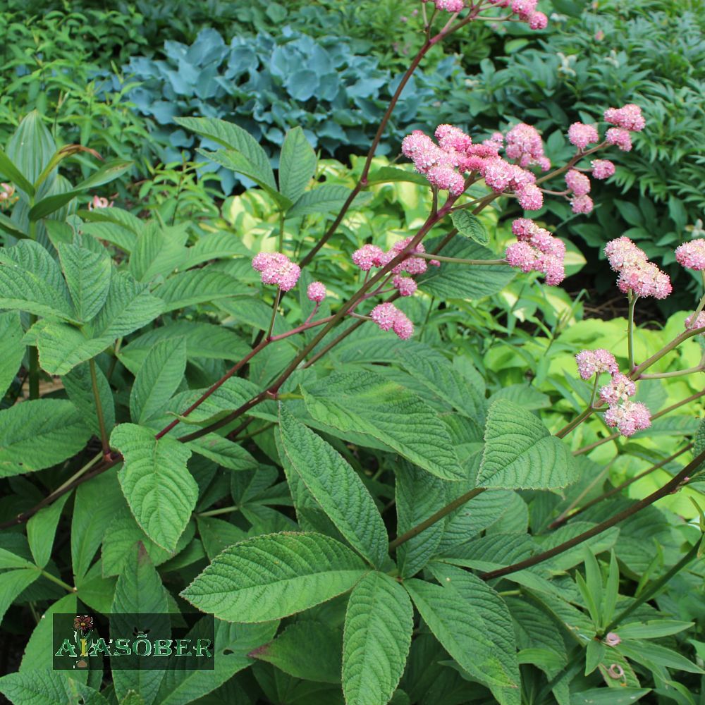Sulgjas rodgersia 'Maurice Mason' (6 tk)