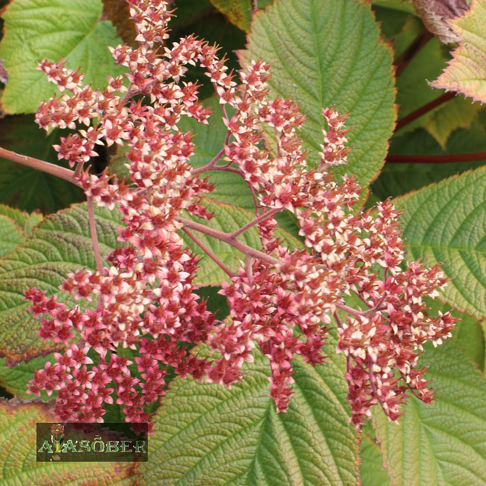 Sulgjas rodgersia 'Superba' (6 tk)