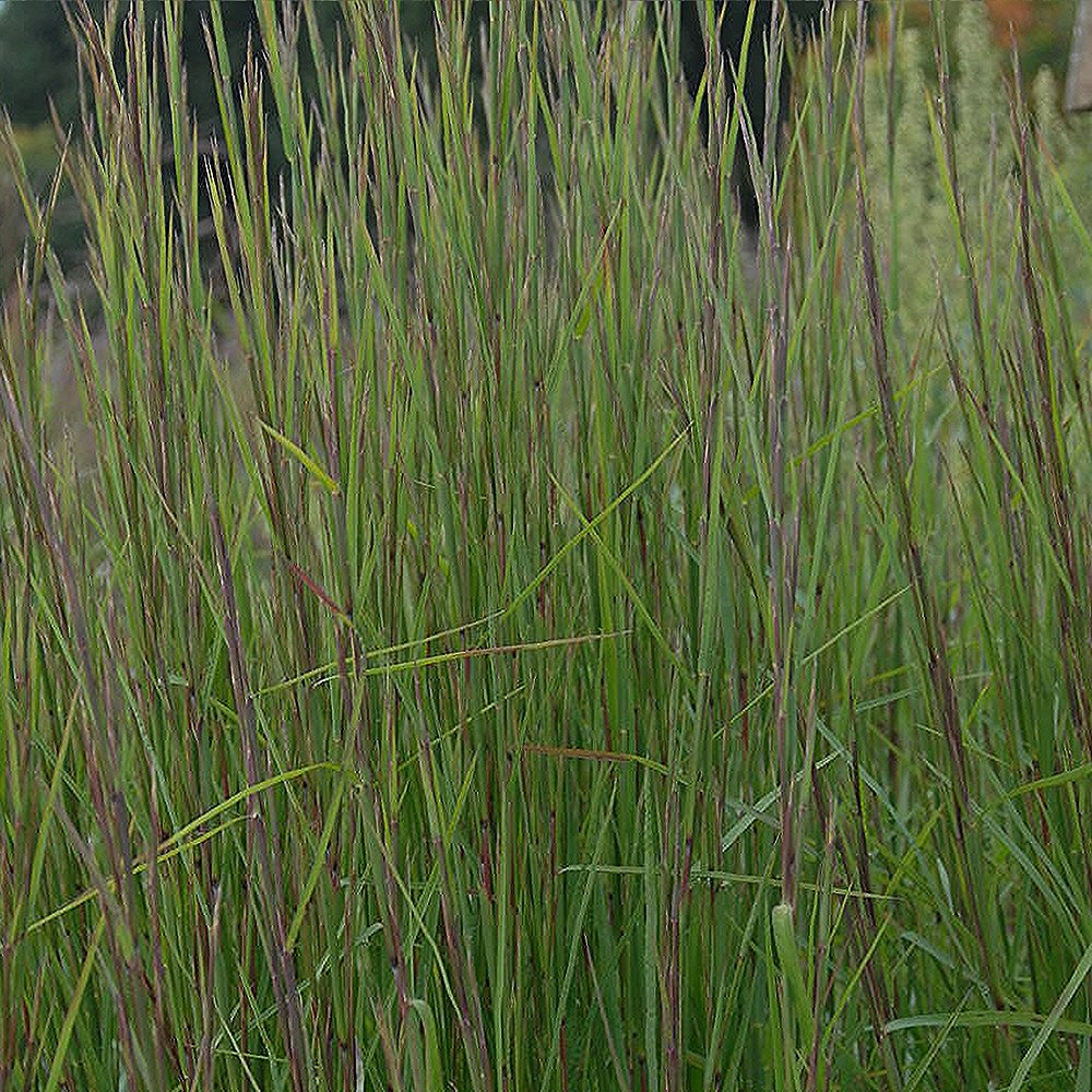 Tihe sinikõrs 'Smoke Signal' (6 tk)