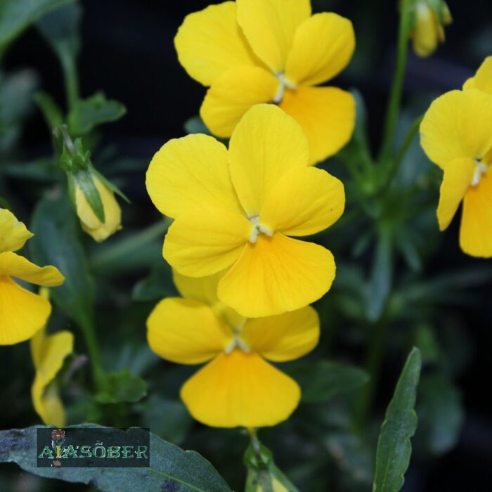 Sarvkannike 'Princess Velour Yellow' (6 tk)