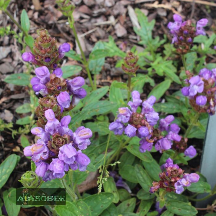 Suureõiene käbihein 'Bella Blue' (6 tk)