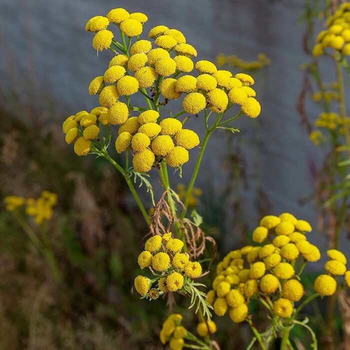 Harilik soolikarohi 'Isla Gold' (6 tk)