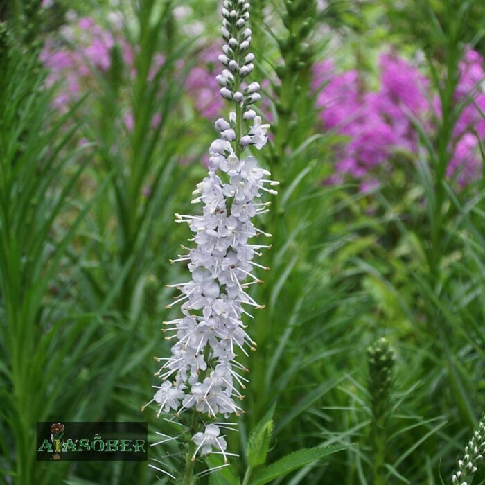 Pikalehine mailane 'White Jolanda' (6 tk)