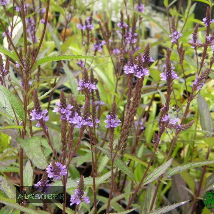 Odajas raudürt 'Pink Spires' (6 tk)