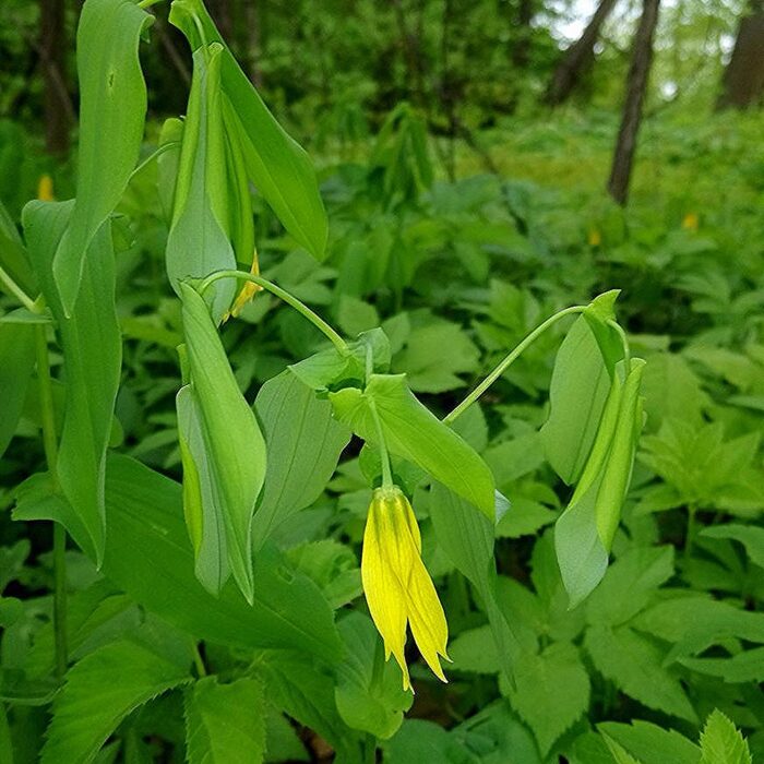 Suureõielise norulille alamliik (6 tk)