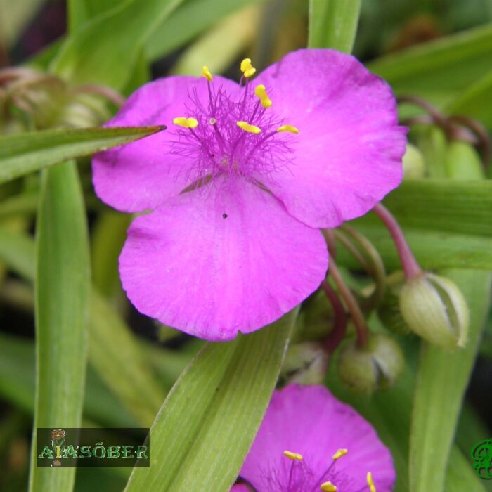 Andersoni tradeskantsia 'Purewell Giant' (6 tk)