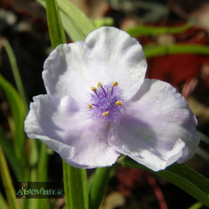 Andersoni tradeskantsia 'Little Doll' (6 tk)