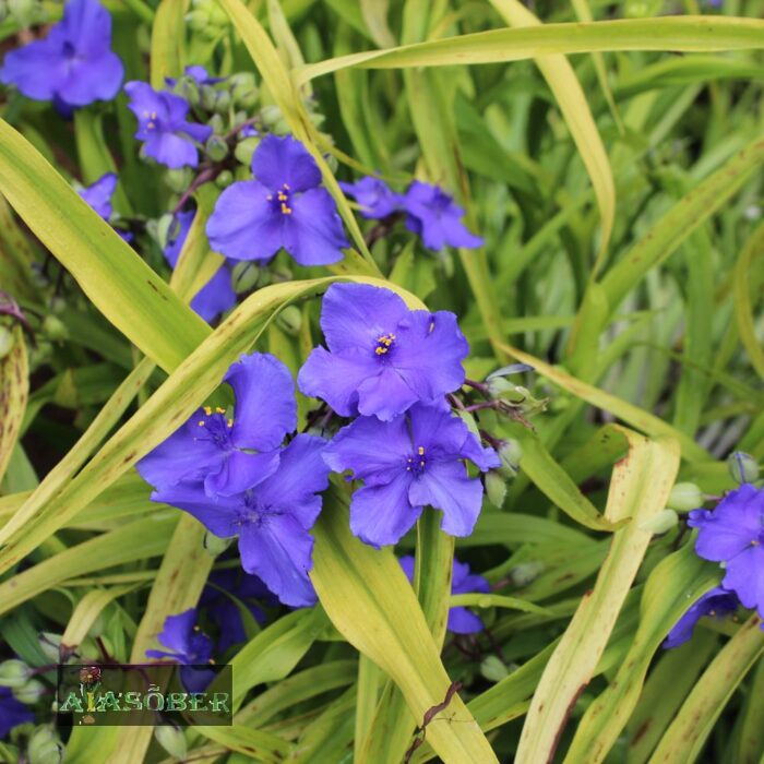 Andersoni tradeskantsia 'Blue Stone' (6 tk)