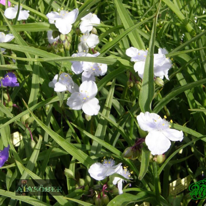 Andersoni tradeskantsia 'Alba' (6 tk)