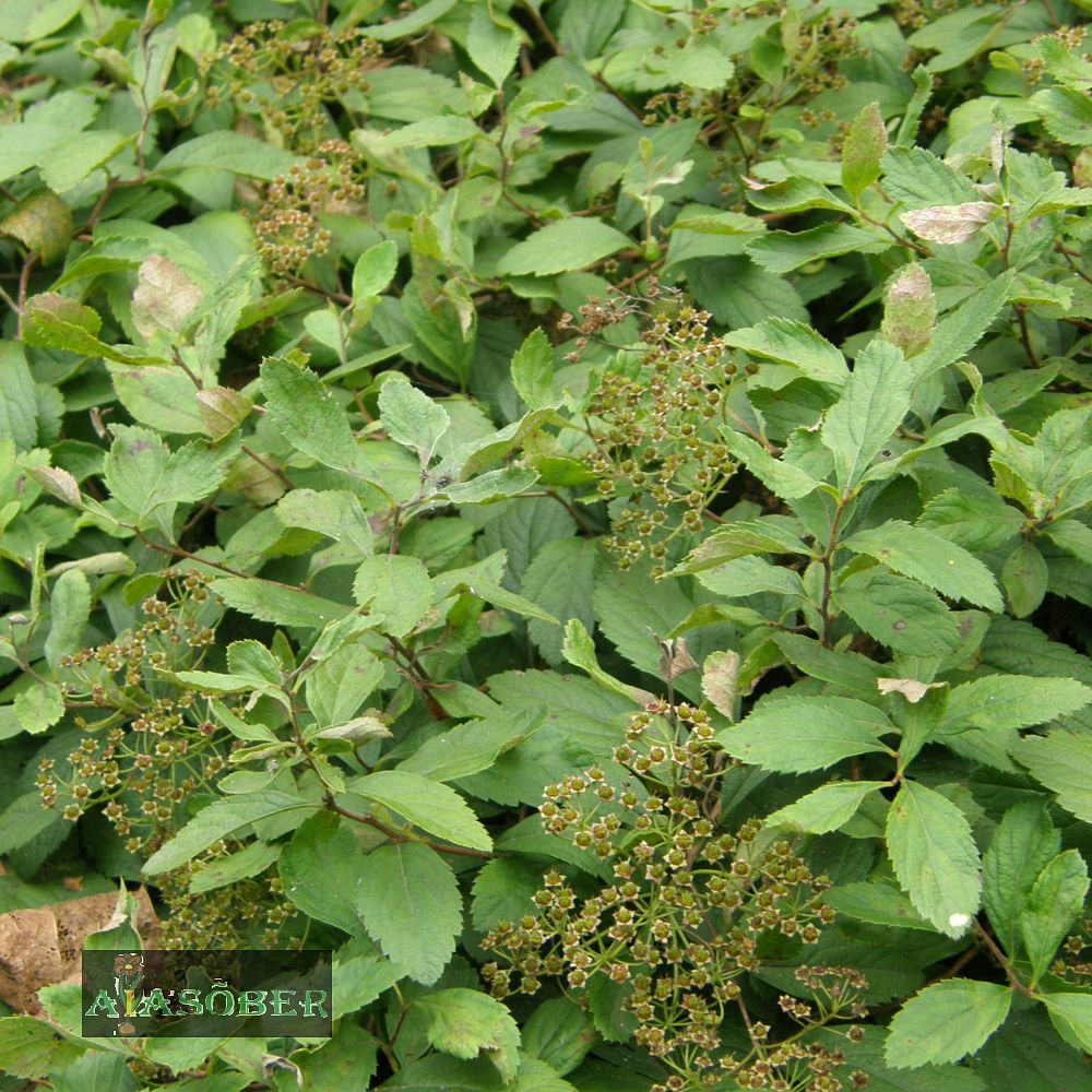 Maadjas enelas (6 tk)