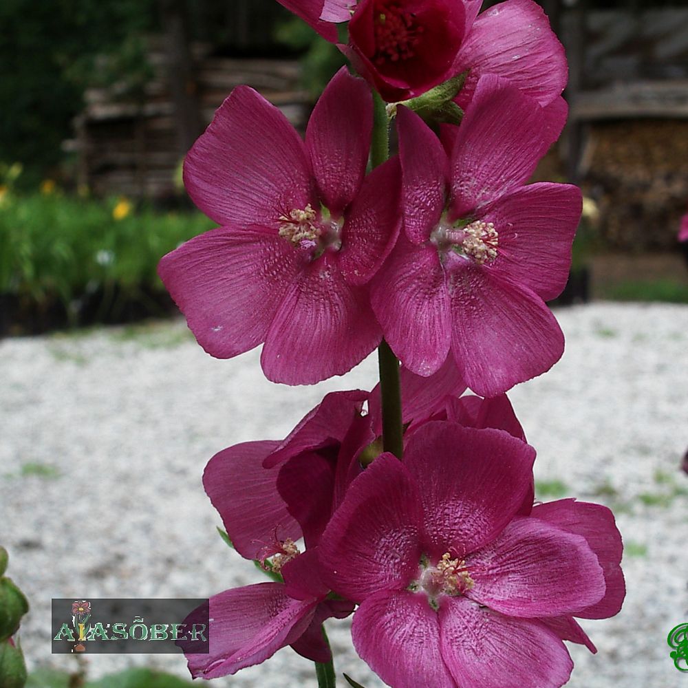 Malve 'Wine Red' (6 tk)