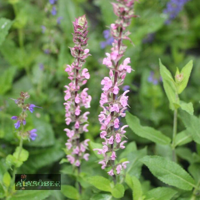 Metssalvei 'Caradonna Pink'