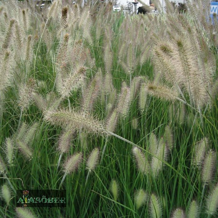 Austraalia hiidhirss 'Foxtrot' (6 tk)