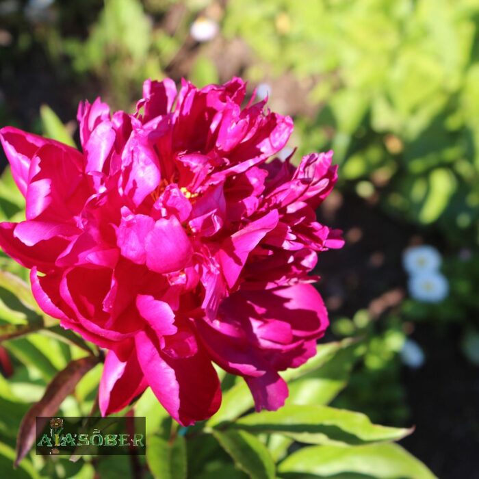 Täidisõieline pojeng 'Red Sarah Bernhardt' (6 tk)