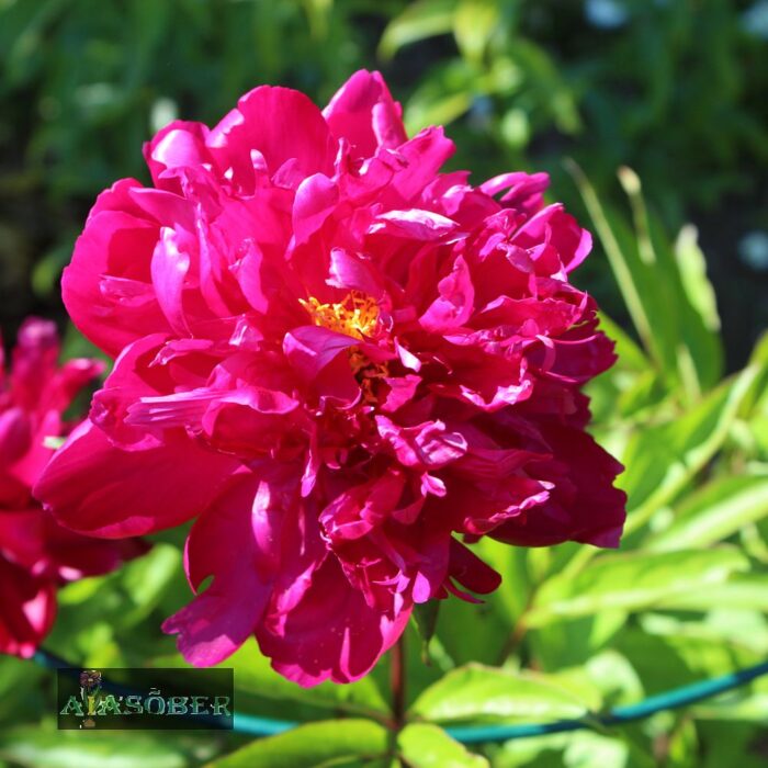 Täidisõieline pojeng 'Red Sarah Bernhardt' (6 tk) - Image 2