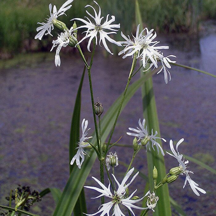 Harilik käokann 'White Robin' (6 tk)