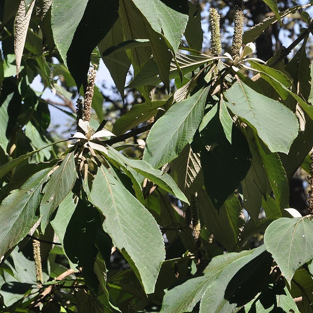 Jaapani niitpea 'Golden Angel' (6 tk)