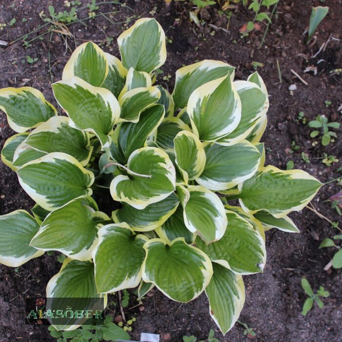 Hosta 'Queen Josephine' (6 tk)