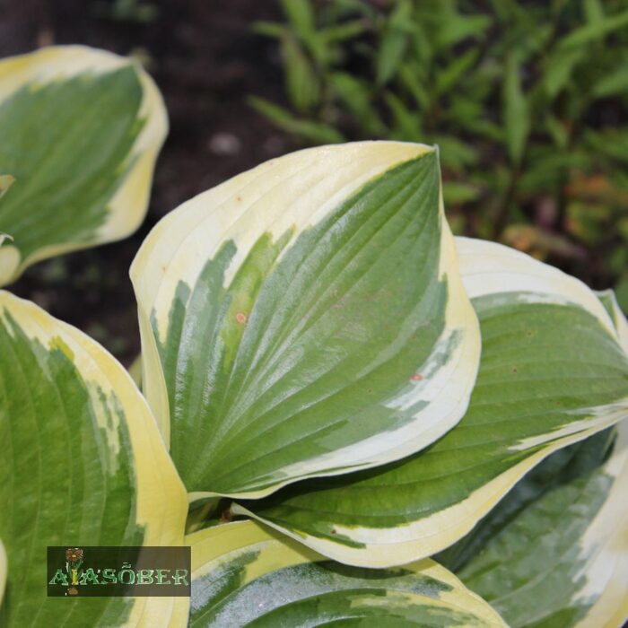 Hosta 'Queen Josephine' (6 tk) - Image 2