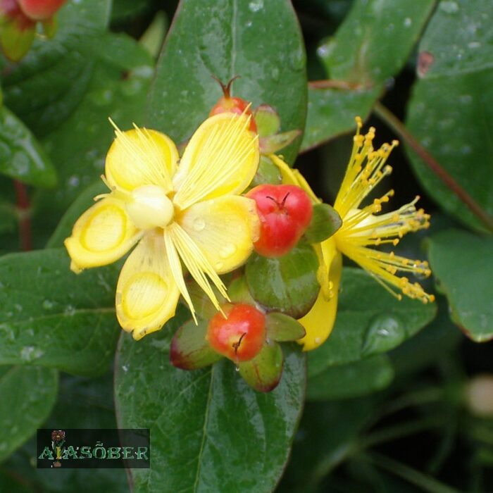 Lõhnatu naistepuna 'Beauty' (6 tk)