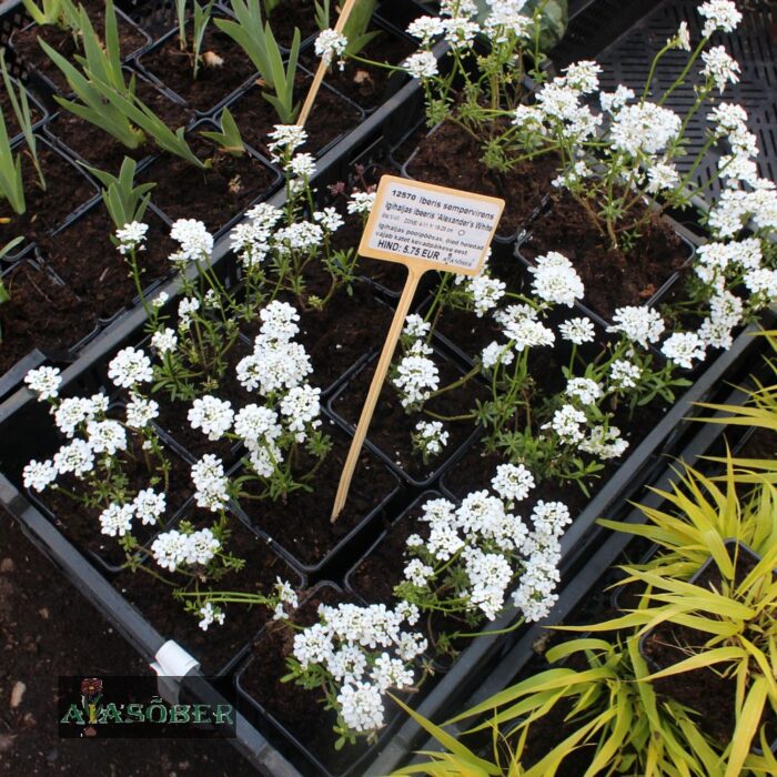 Igihaljas ibeeris 'Alexander's White' (6 tk)