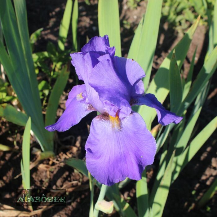 Aediiris 'Rippling Clouds' (6 tk)