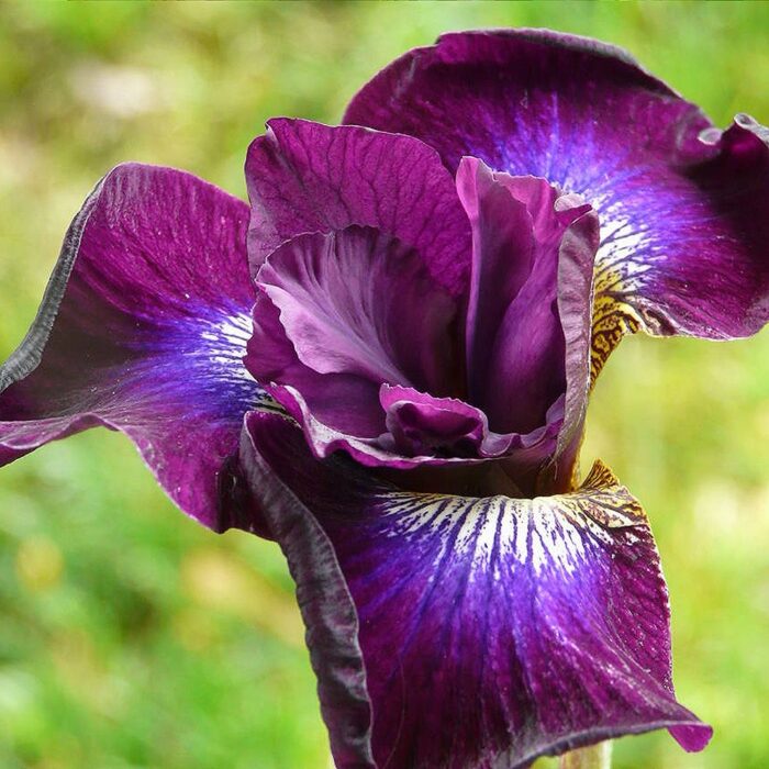 Siberi iiris 'Contrast in Styles' (6 tk)