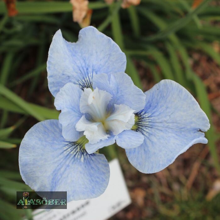 Siberi iiris 'Dawn Waltz' (6 tk)