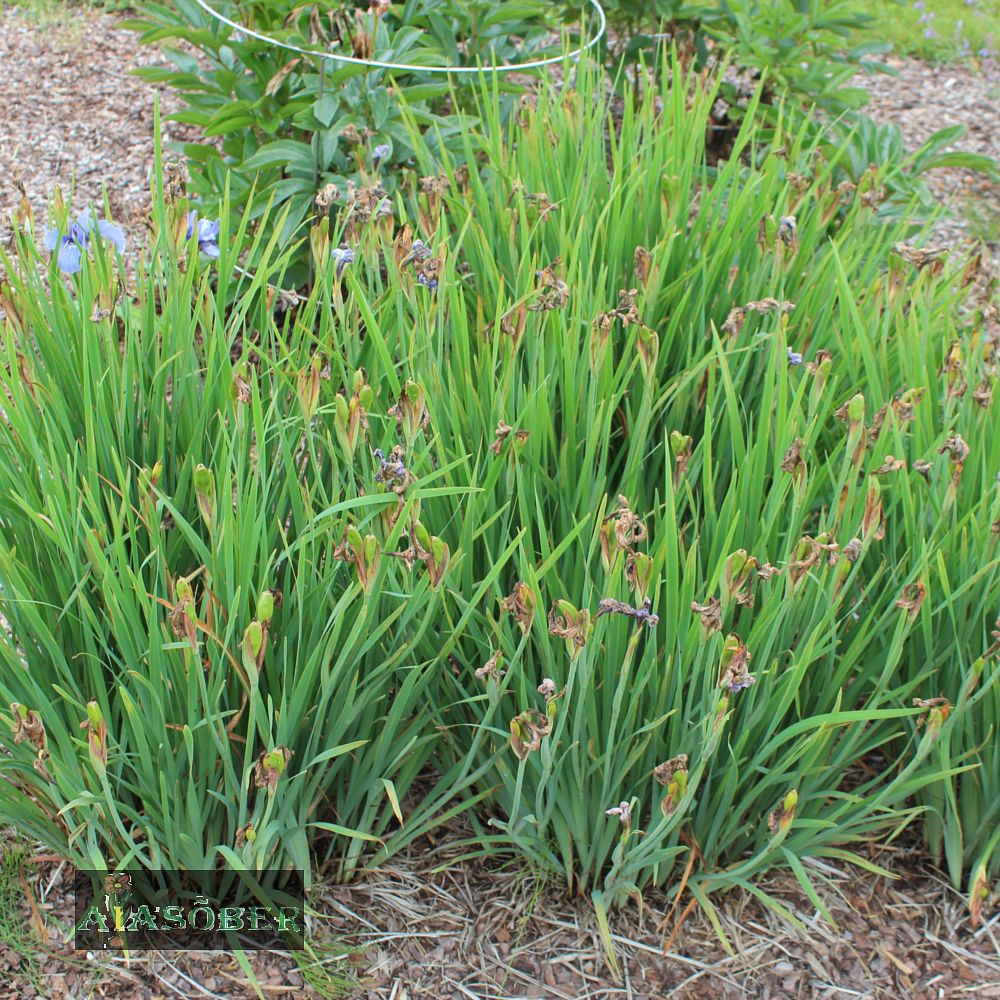 Siberi iiris 'Ego' (6 tk) - Image 2