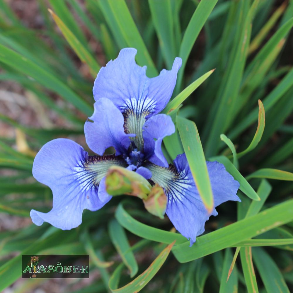 Siberi iiris 'Ego' (6 tk)