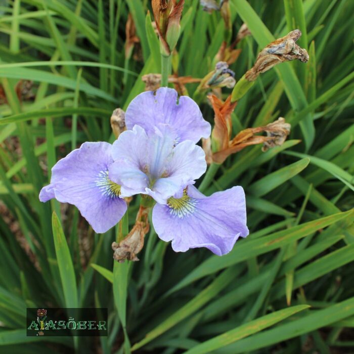 Siberi iiris 'Imperial Opal' (6 tk)