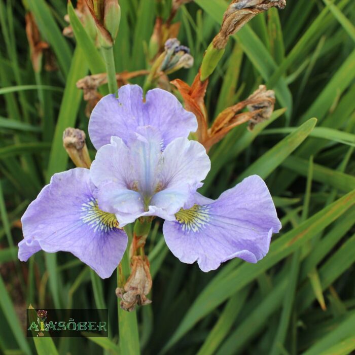 Siberi iiris 'Imperial Opal' (6 tk) - Image 2