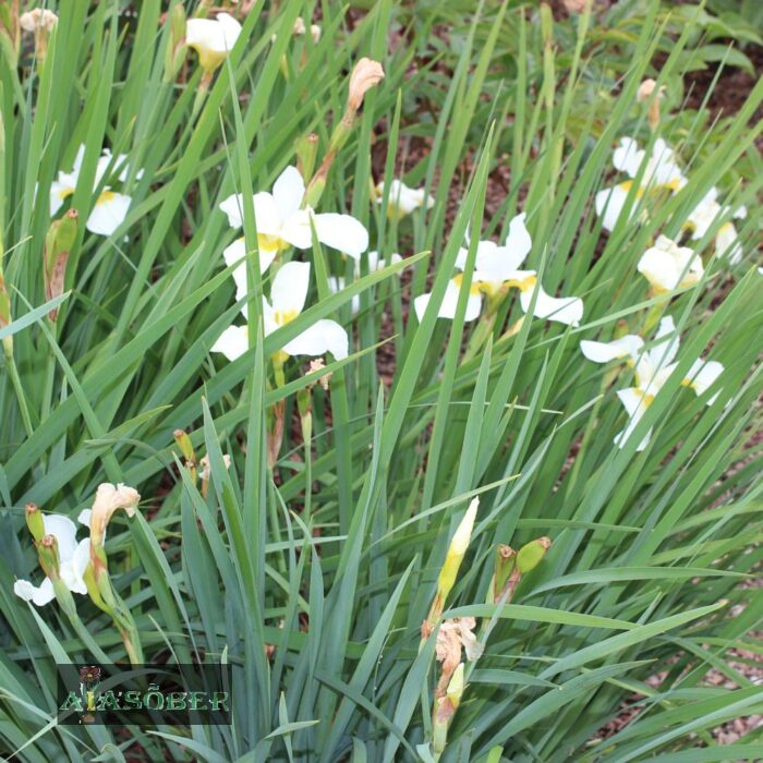 Siberi iiris 'Yellow Tail' (6 tk) - Image 2