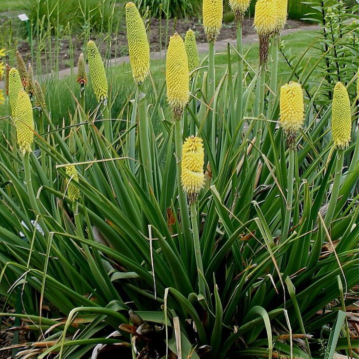 Tõrvikliilia 'Pineapple Popsicle' (6 tk)