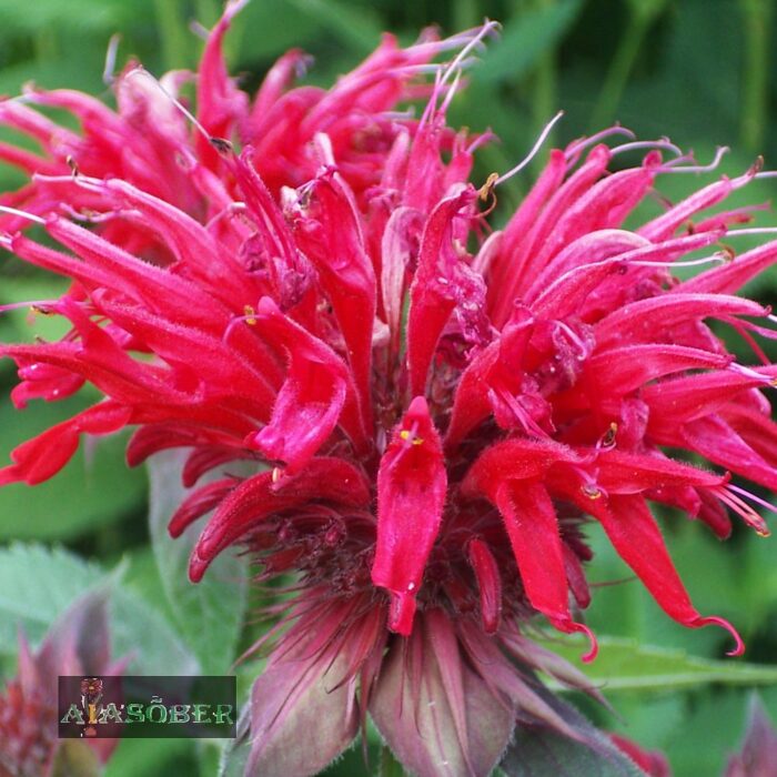 Aedmonarda 'Fireball'