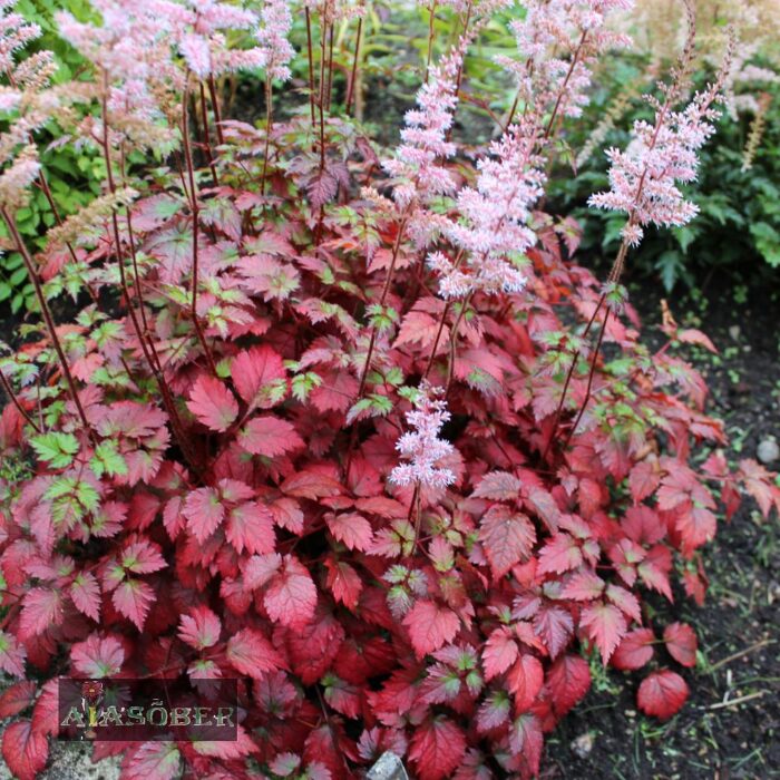 Astilbe 'Color Flash' - Image 2
