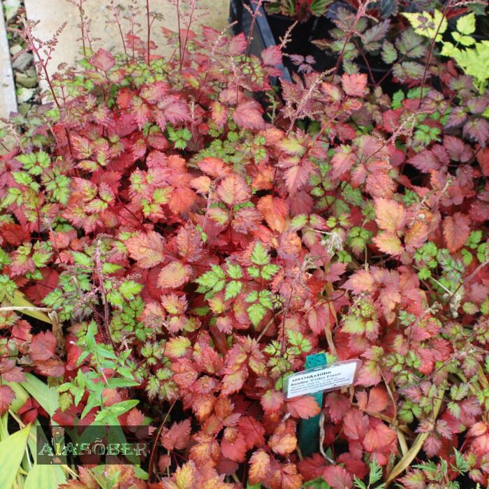 Astilbe 'Color Flash' - Image 4