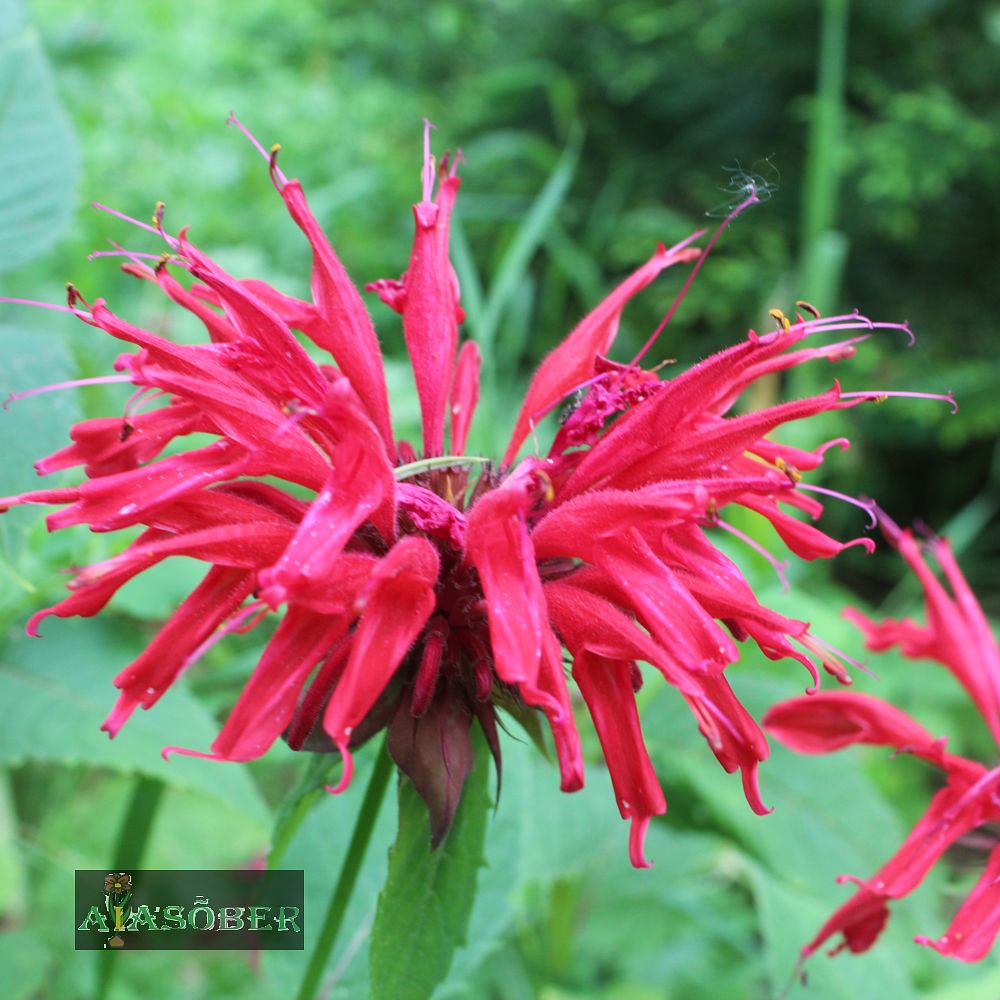 Aedmonarda 'Bee Happy' - Image 2