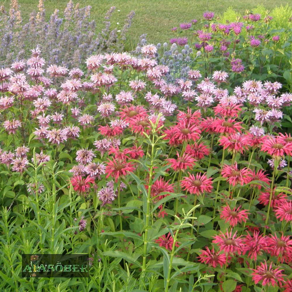 Aedmonarda 'Bee Happy' - Image 4