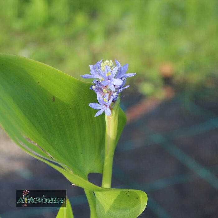 Südajas pontedeeria