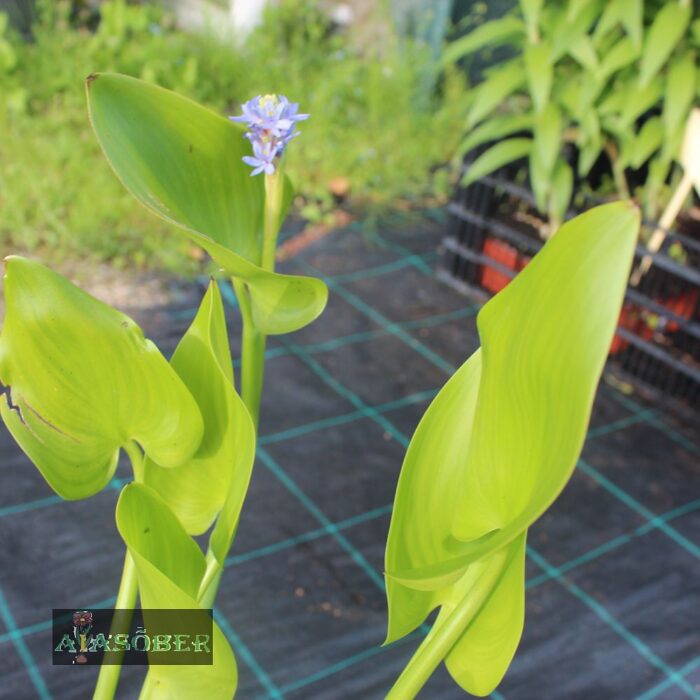 Südajas pontedeeria - Image 4