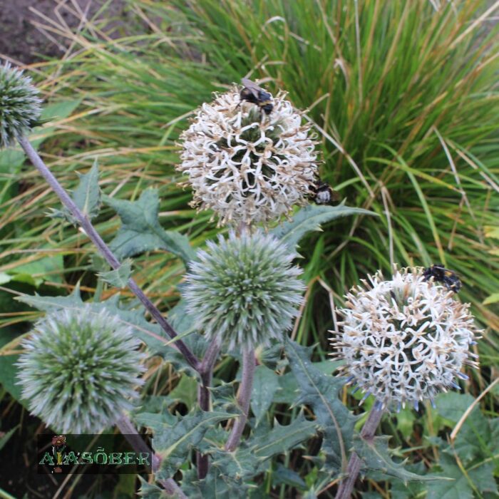 Ungari mesiohakas 'Star Frost'