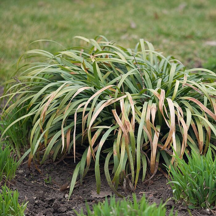 Tihe habemätas 'Monroe White'