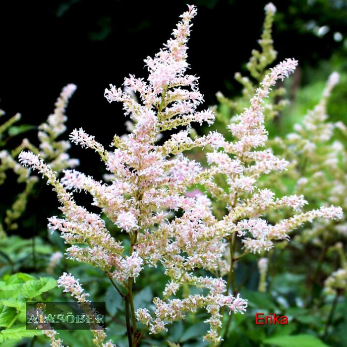 Arendsi astilbe 'Erika'